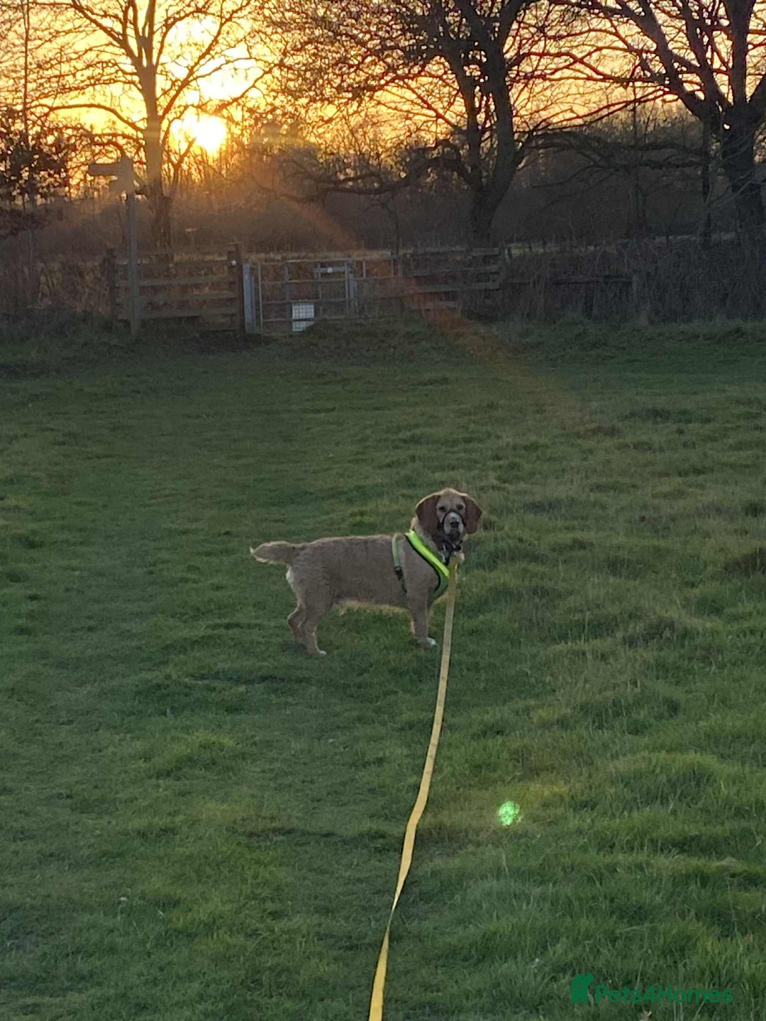 Basset Fauve De Bretagne dogs for adoption: Handsome Howie looking for adoption - Advert 6