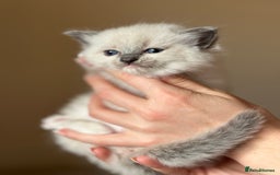 Ragdoll cats for sale: Exceptional Quality Ragdoll Kittens  - Image 13