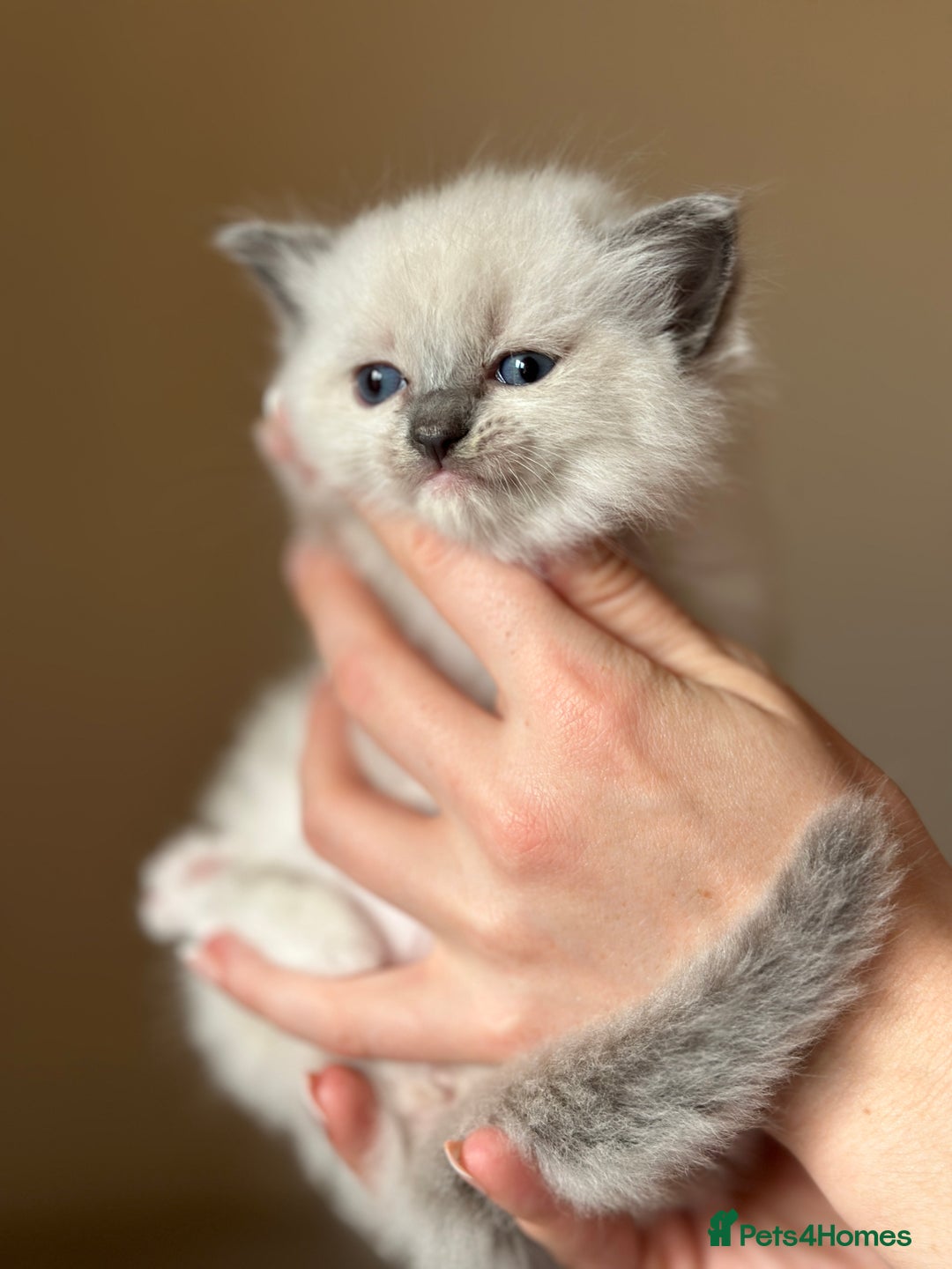 Ragdoll cats for sale: Exceptional Quality Ragdoll Kittens  - Image 13