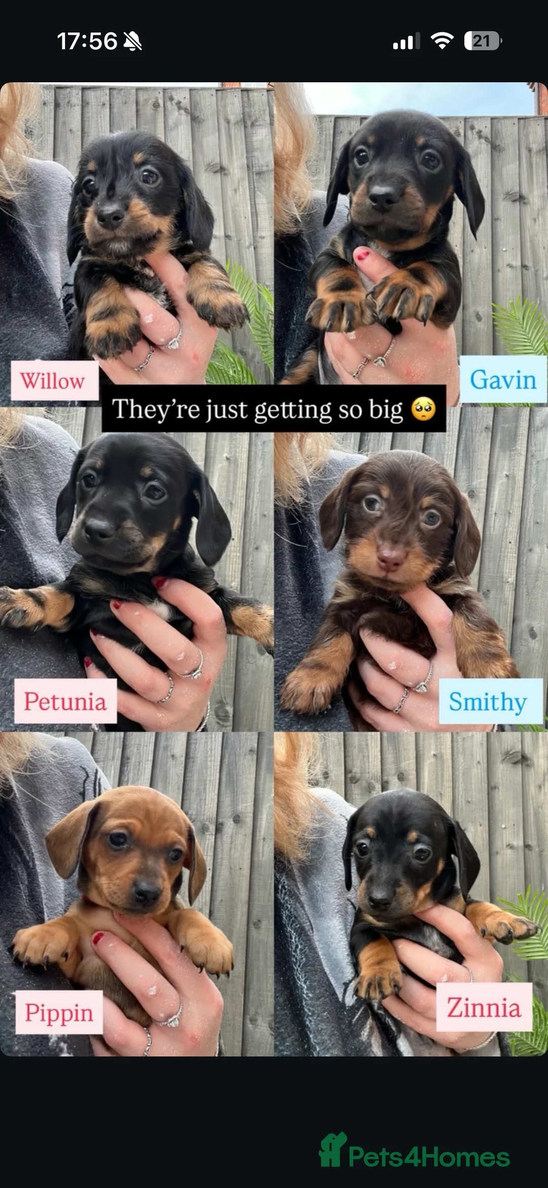 Dachshund dogs for sale: Dacshaunds puppies  - Advert 2