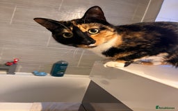 Mixed Breed cats for sale: Heavy heart re-homing  - Image 6