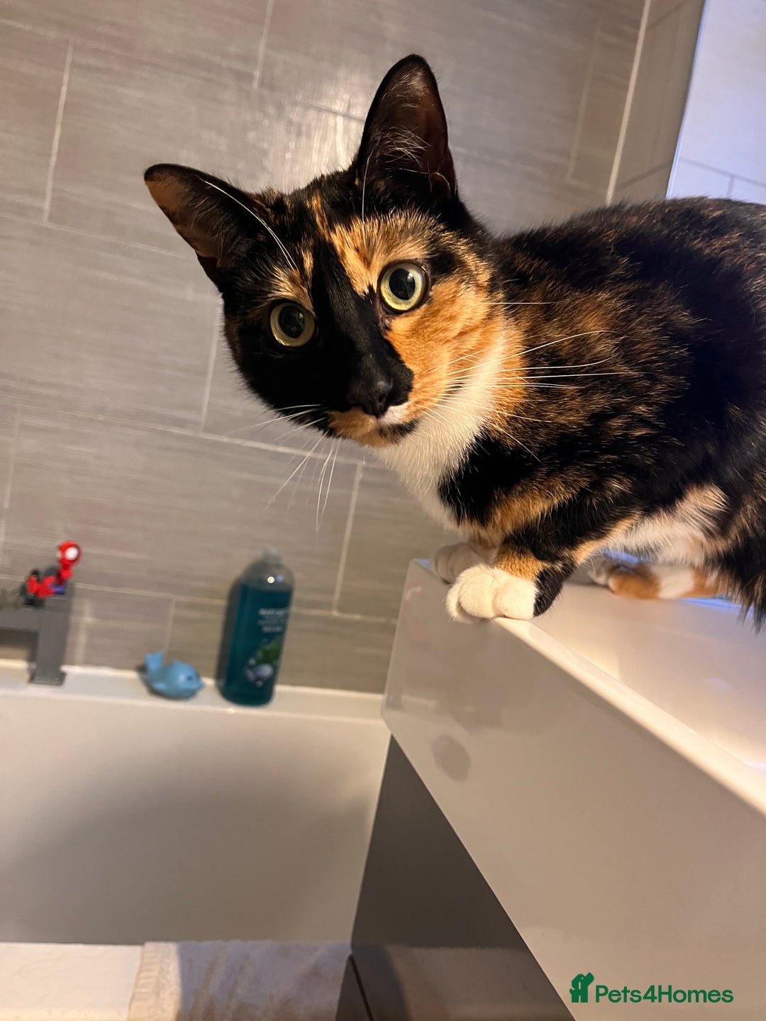 Mixed Breed cats for sale: Heavy heart re-homing  - Image 6