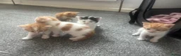 Mixed Breed cats for sale: gorgeous litter of kittens in Coventry - Advert 3
