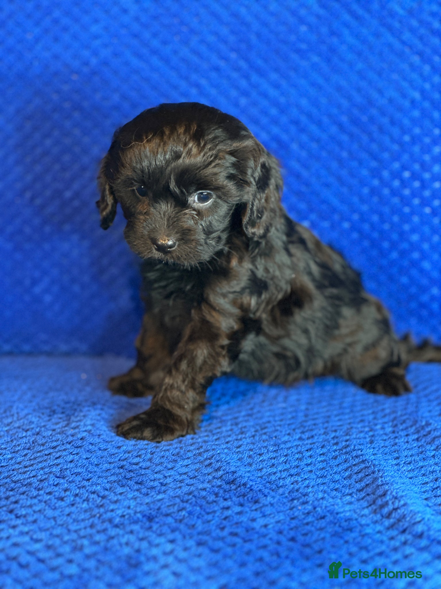 Cavapoo dogs Stunning Cavapoo Puppies - DNA tested parents - Advert 2