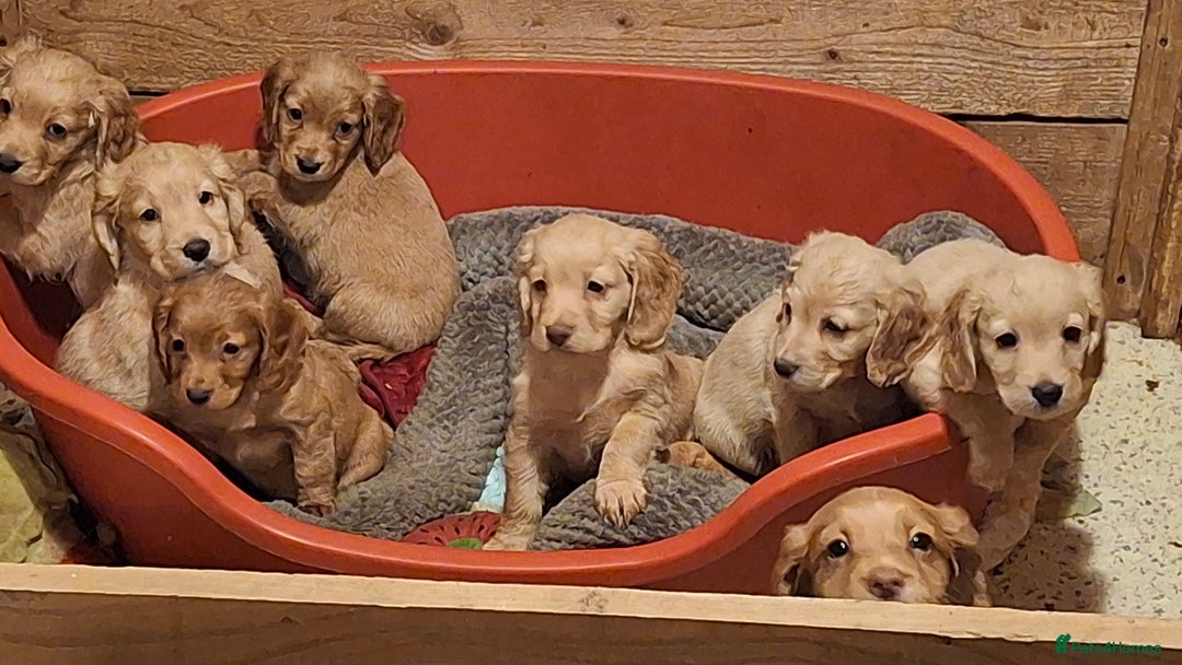Cocker Spaniel dogs for sale: Cocker spaniel puppies  - Advert 1
