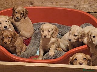 Cocker Spaniel dogs Cocker spaniel puppies - Advert 13