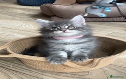 Maine Coon cats for sale: First Litter 6 Pure Maine Coon Kittens - Image 14