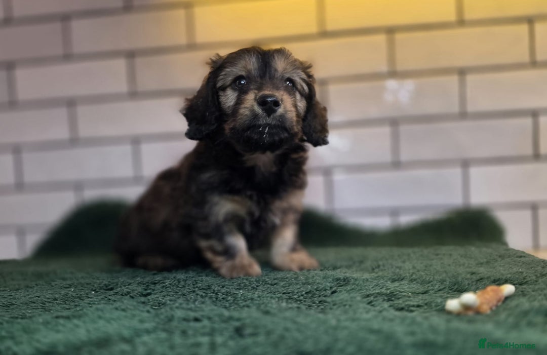Mixed Breed dogs for sale: Miniature Dachshund x Bichon Havanese Puppies - Advert 17