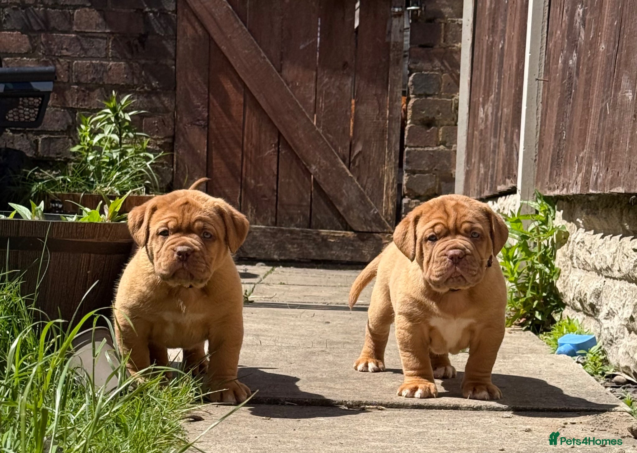 Dogue De Bordeaux dogs ** world class puppys** - Advert 1