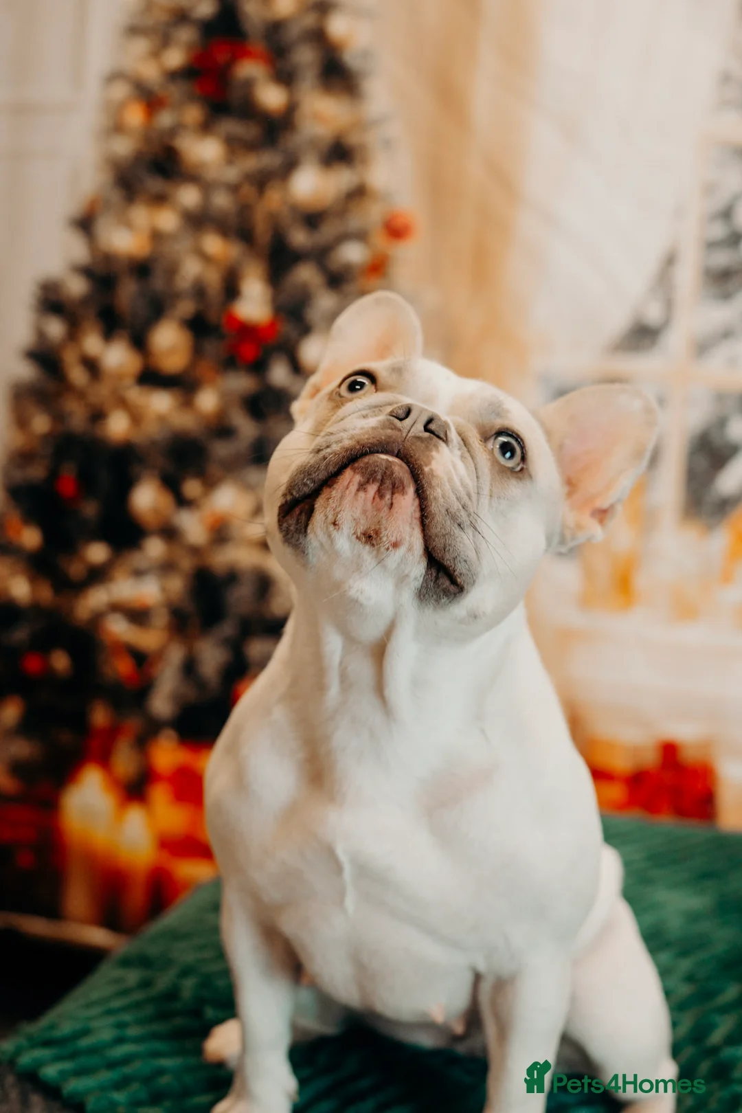 French Bulldog dogs for sale: 🐾 5⭐ DWKC Registered Puppies 🐾  - Advert 1