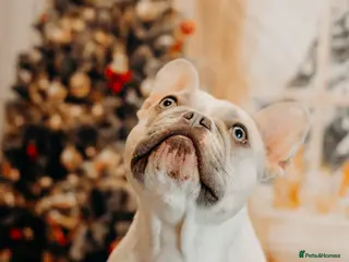 French Bulldog dogs 🐾 5⭐ DWKC Registered Puppies 🐾 in Coventry - Advert 3