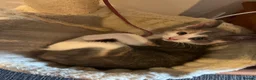 Mixed Breed cats for sale: Kittens  in Perth - Advert 8