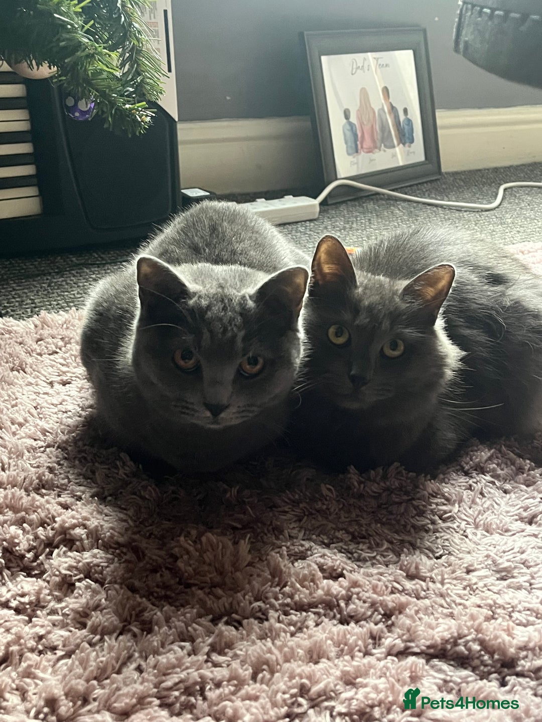 Mixed Breed cats for sale: Mother and daughter cats. - Advert 3