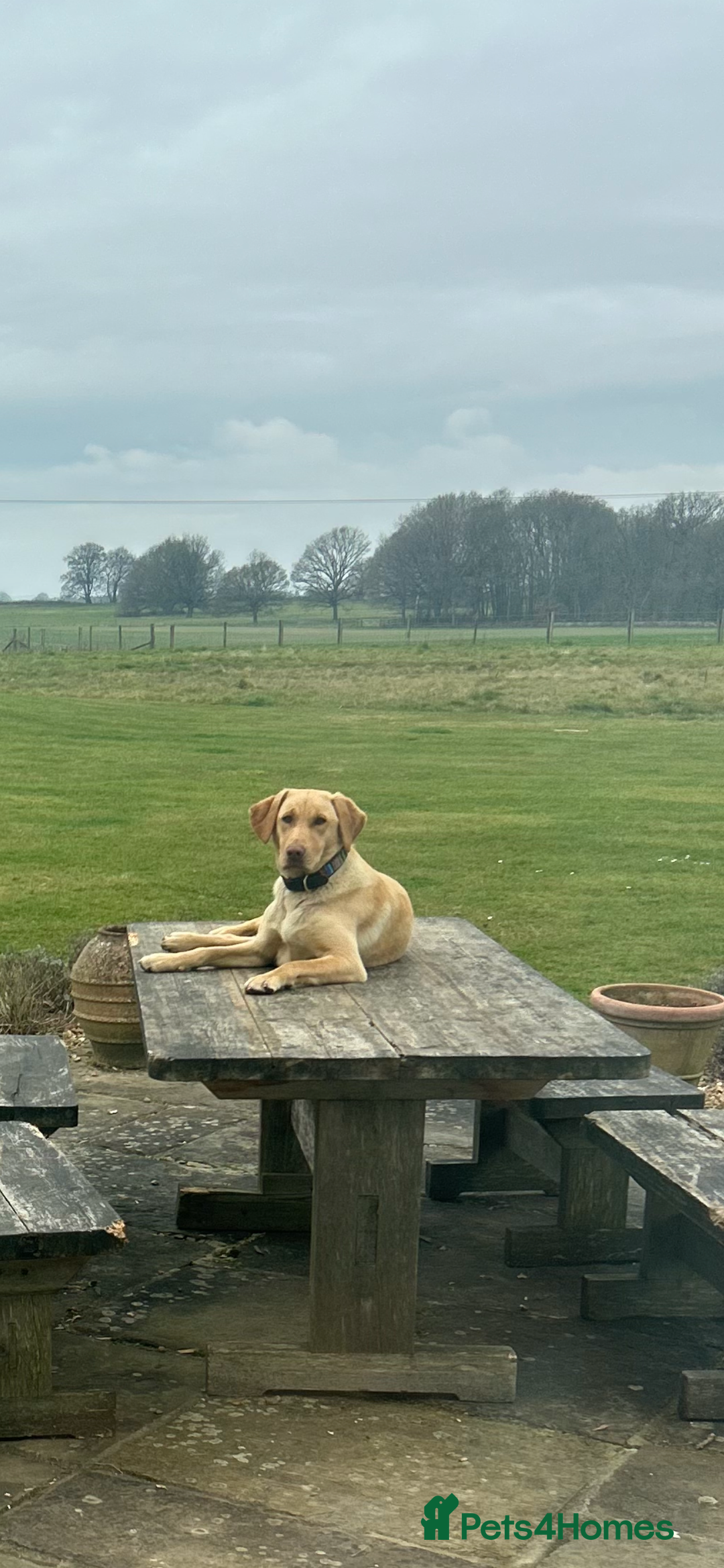 Labrador Retriever dogs for sale: X2 Female Farm dogs  - Image 2