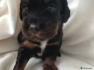 Cocker Spaniel dogs Health tested KC Registered working cocker Spaniel - Advert 14