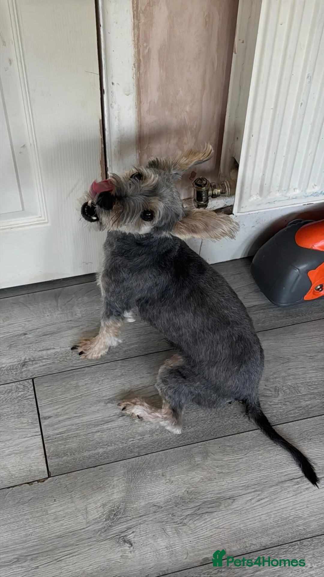 Mixed Breed dogs for sale: Potato Mix Breed 7 Years old,New Home Needed - Advert 1