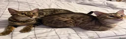 Bengal cats for sale: Bengal Kittens Available  - Advert 8