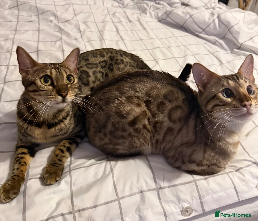 Bengal cats for sale: Bengal Kittens Available  - Advert 8