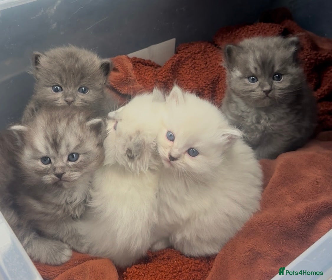 Perdoll cats DOLLFACE PERDOLL (PERSIAN-RAGDOLL) KITTENS - Advert 1