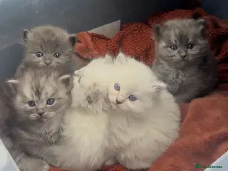 Perdoll cats DOLLFACE PERDOLL (PERSIAN-RAGDOLL) KITTENS - Advert 12