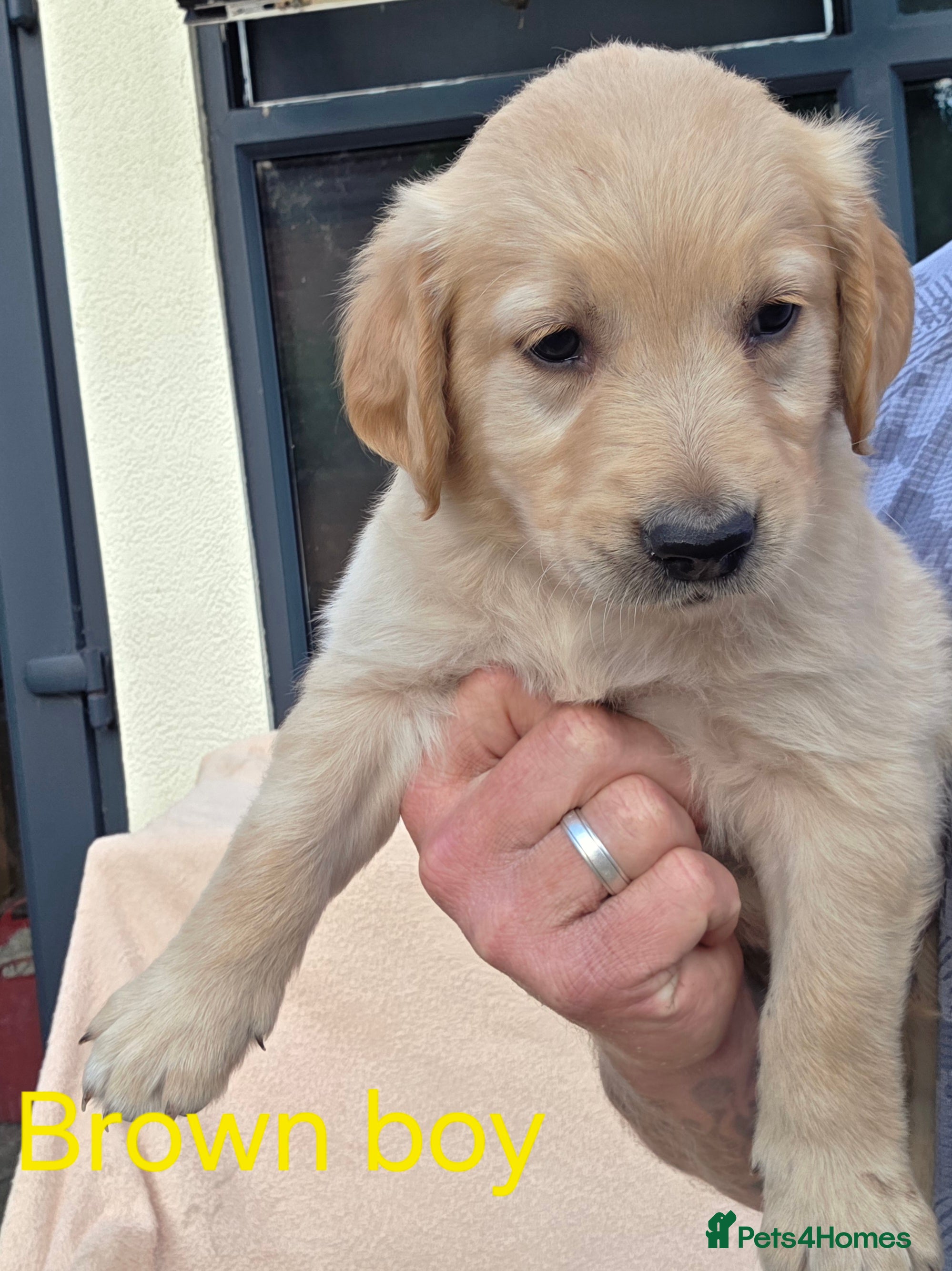 Golden Retriever dogs Extensively Health Tested Kc Reg Pups - Advert 2