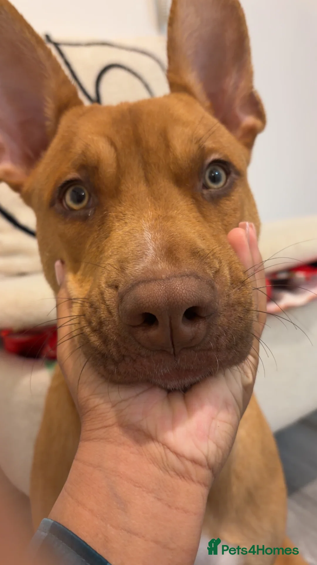 Mixed Breed dogs for sale: Skyla - Advert 5