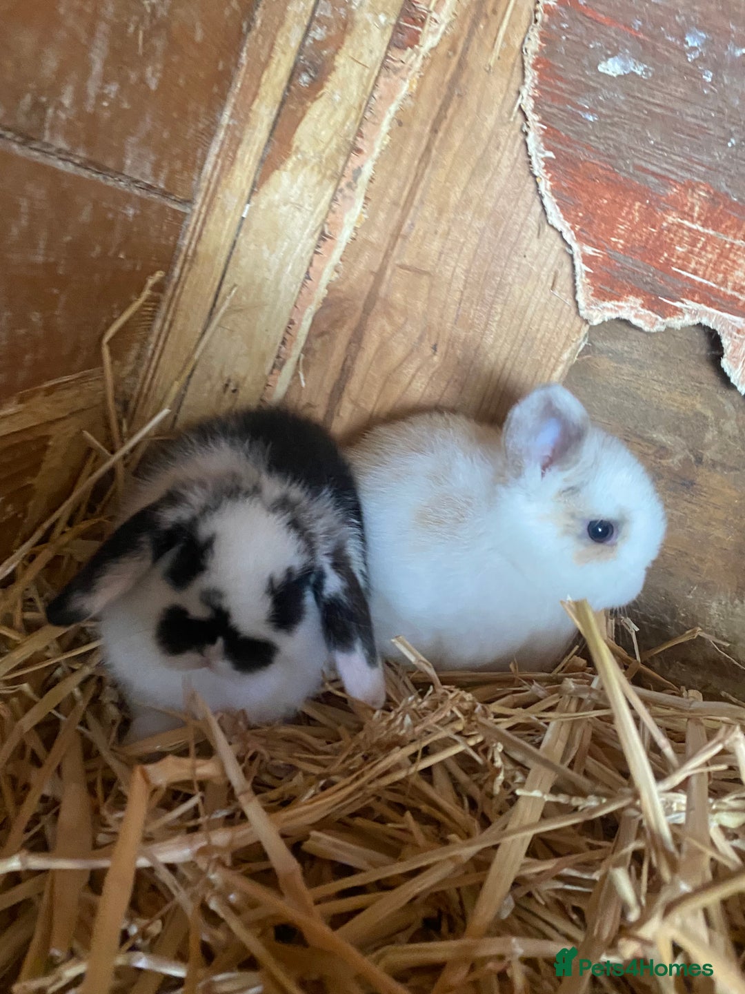 Mini Lop rabbits for sale: 4 beautiful rabbits  - Image 10