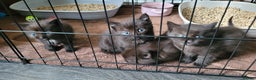 Mixed Breed cats for sale: 4 kittens available 3rd feb *2boys2girls* - Advert 7