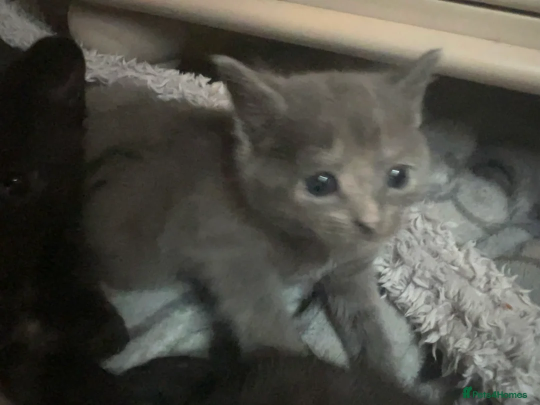 Mixed Breed cats for sale: Mixed breed kittens for sale  - Advert 2