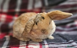 Mini Lop rabbits for sale: MINI PLUSH LOP - LAST BABY TO RESERVE - Image 7
