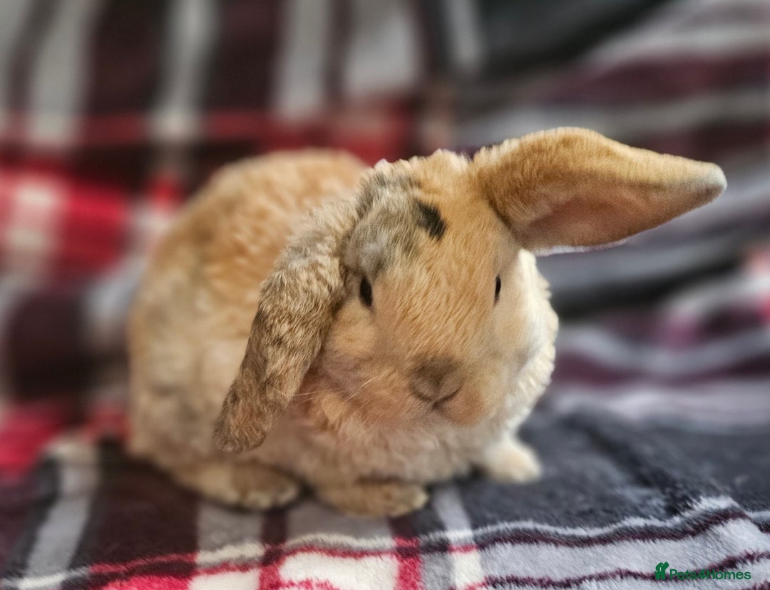 Mini Lop rabbits for sale: MINI PLUSH LOP - LAST BABY TO RESERVE - Image 7