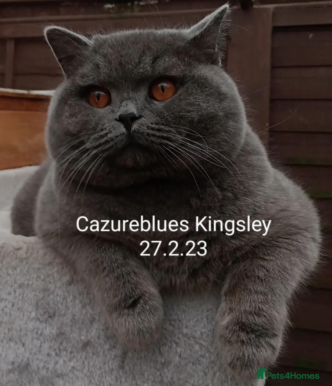 British Shorthair cats for stud: Gccf Studs Blues Lilac, Blue Bi, Cream bi Bi in Manchester - Advert 10