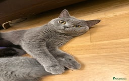 British Shorthair cats for sale: Only 2 girls left ready to go BBSH - Image 19