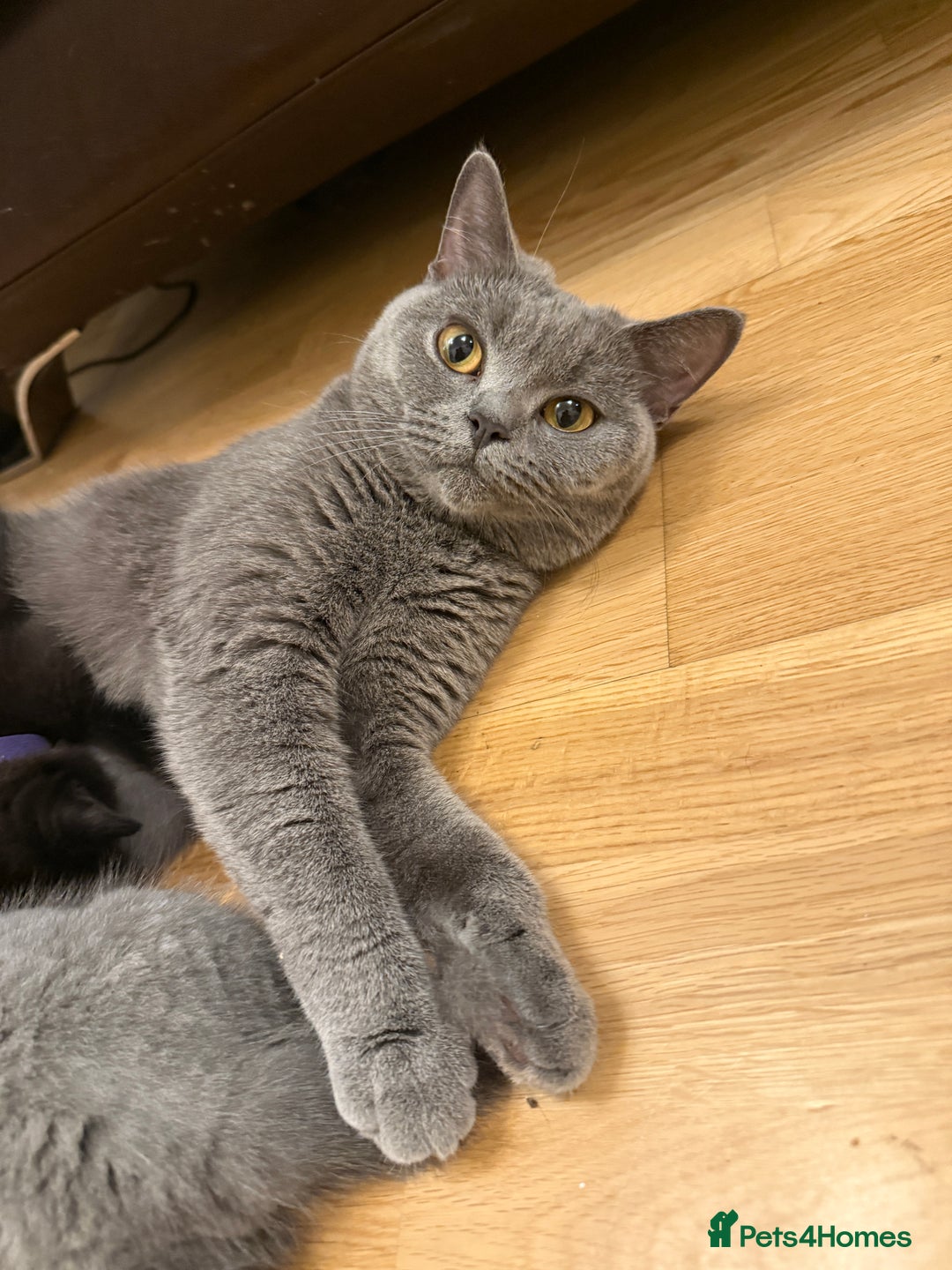 British Shorthair cats for sale: Only 2 girls left ready to go BBSH - Image 19