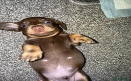 Dachshund dogs for sale: Dashaund - Image 4