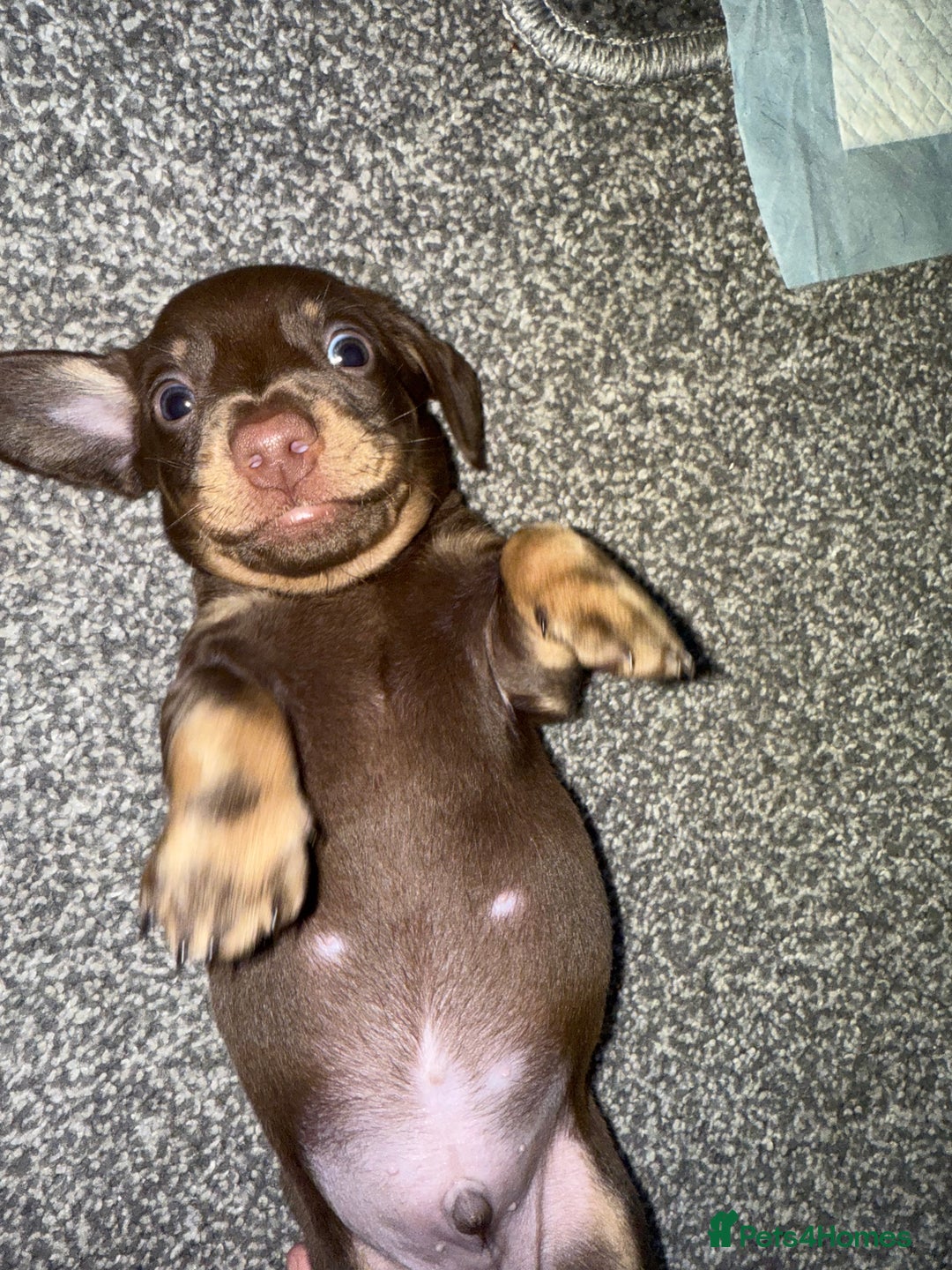 Dachshund dogs for sale: Dashaund - Image 4