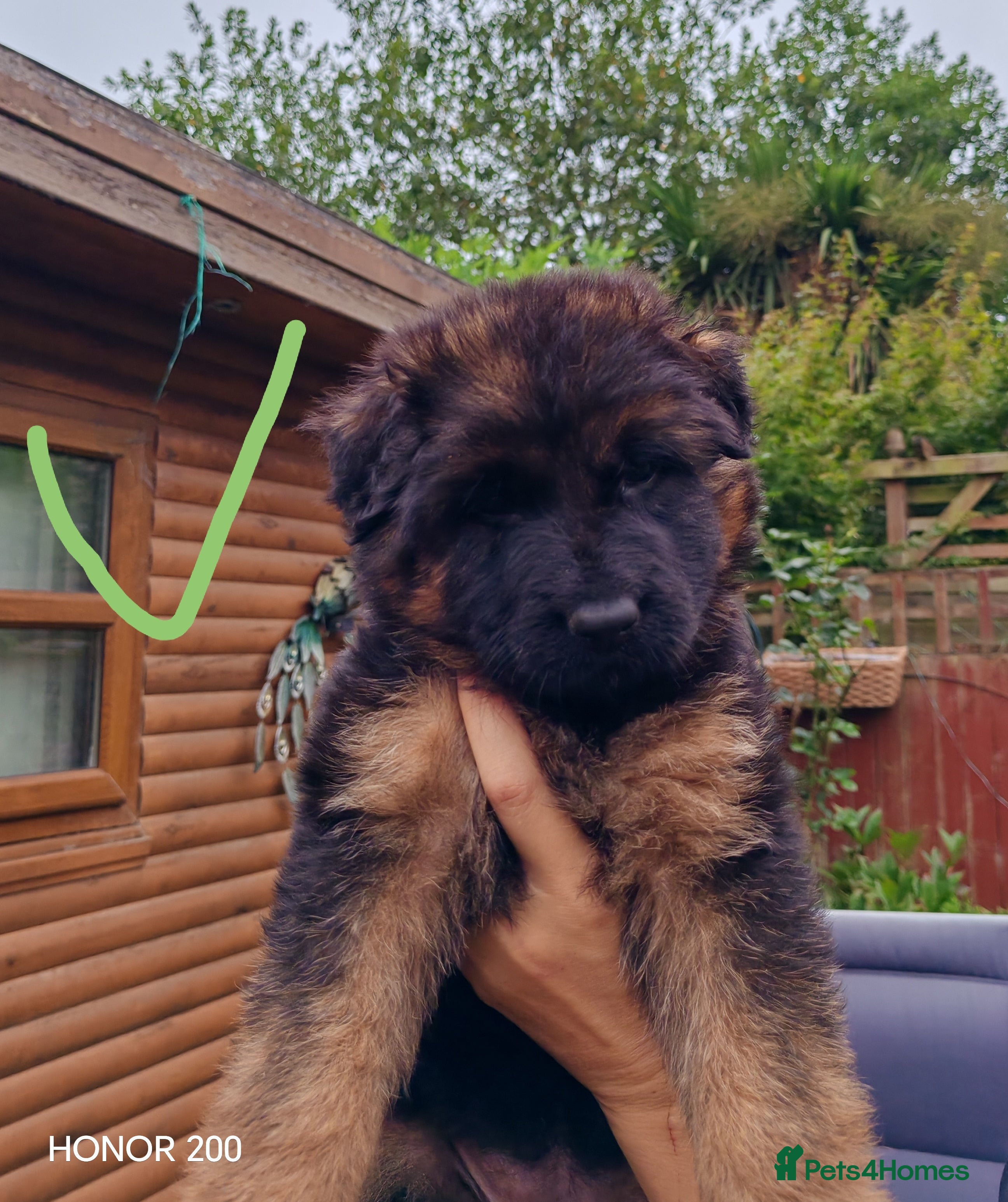 German Shepherd dogs Long-Coated German Shepherd Puppies  - Advert 2