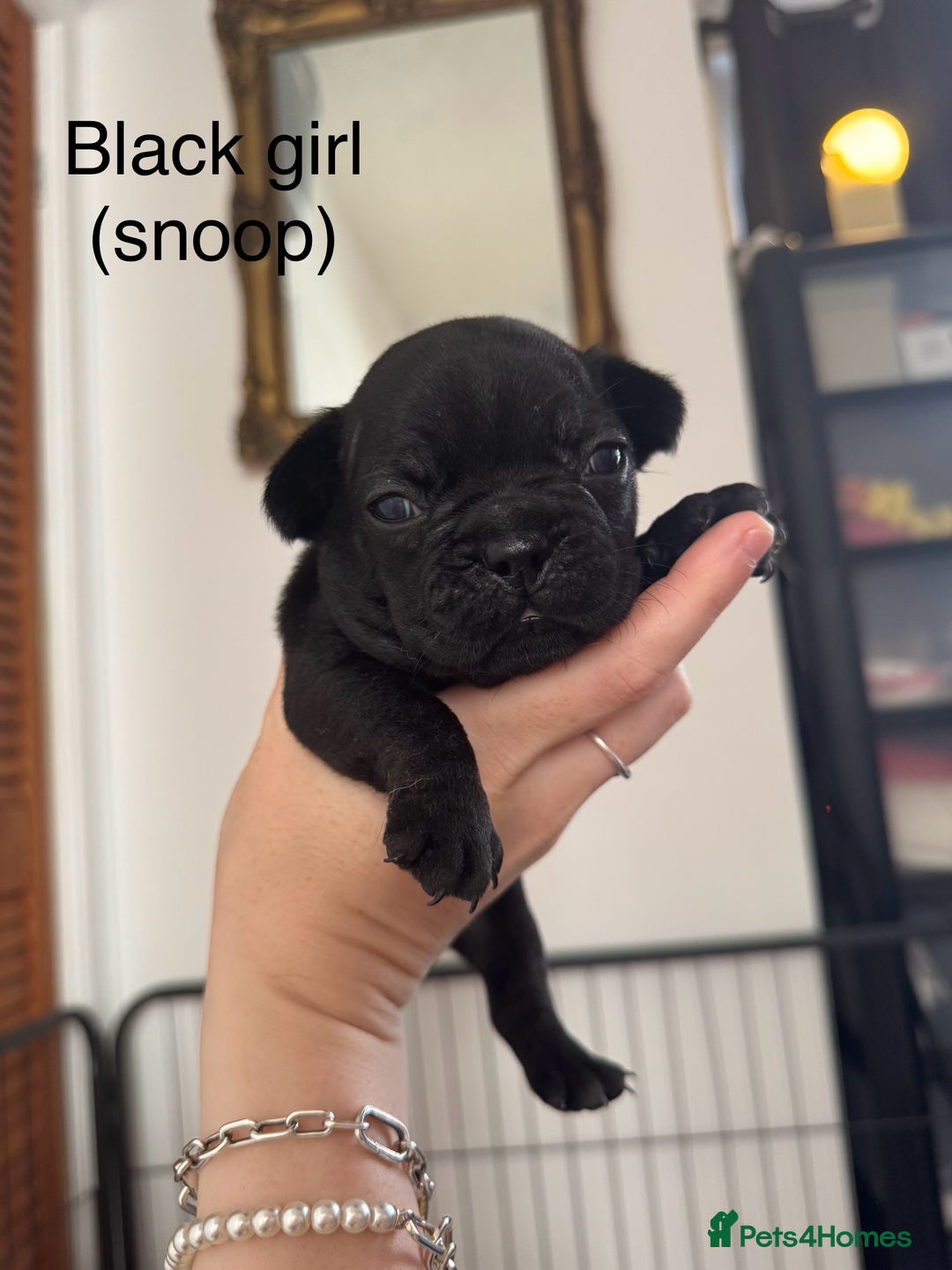 French Bulldog dogs for sale: French Bulldog Puppies - Image 5