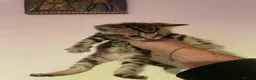 Mixed Breed cats for sale: Tabby/Tortoiseshell & Tabby/Cross Ragdoll Kittens - Advert 10