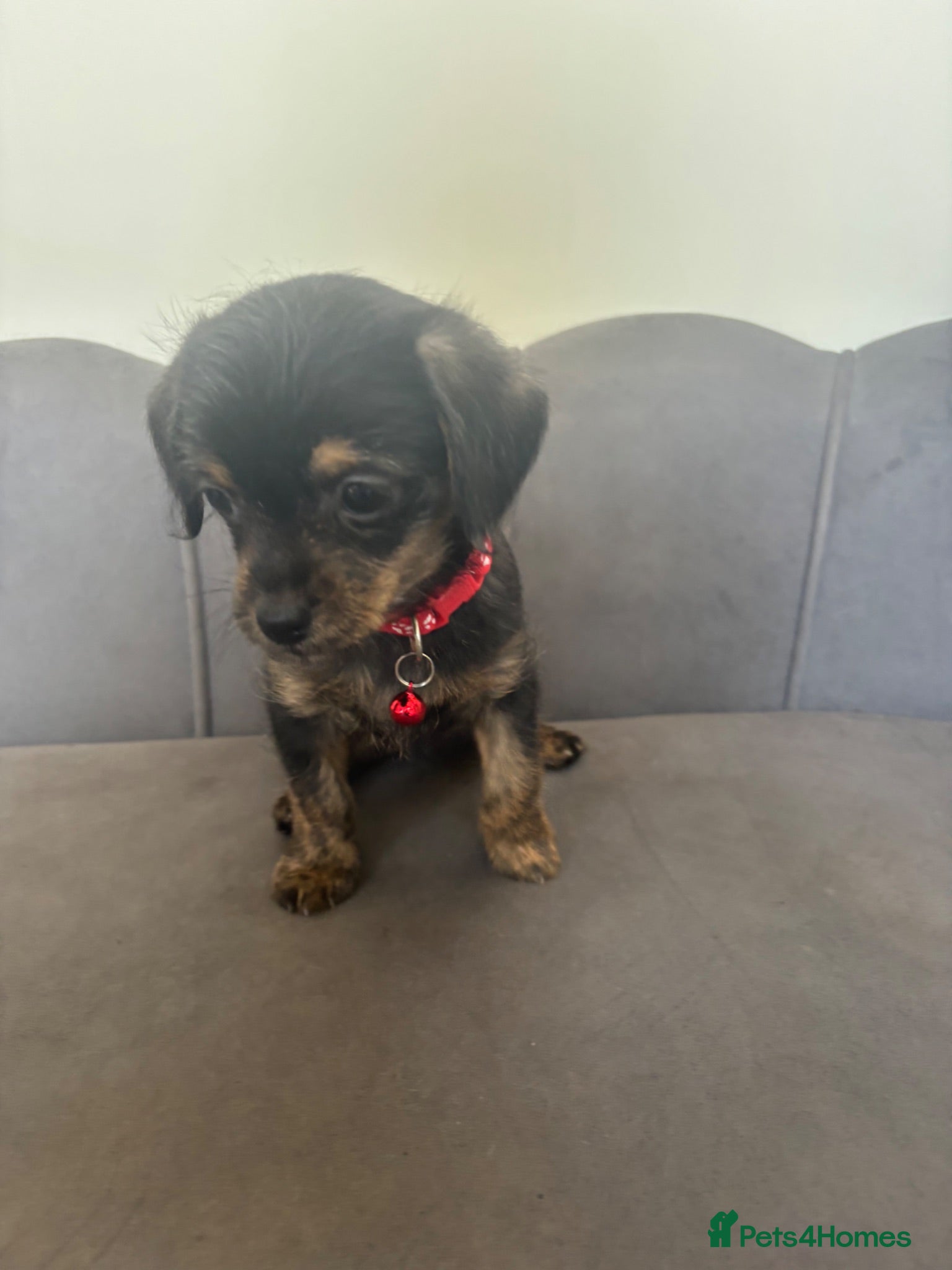 Chipoo dogs Ready Now Chipoo Pups - Advert 2