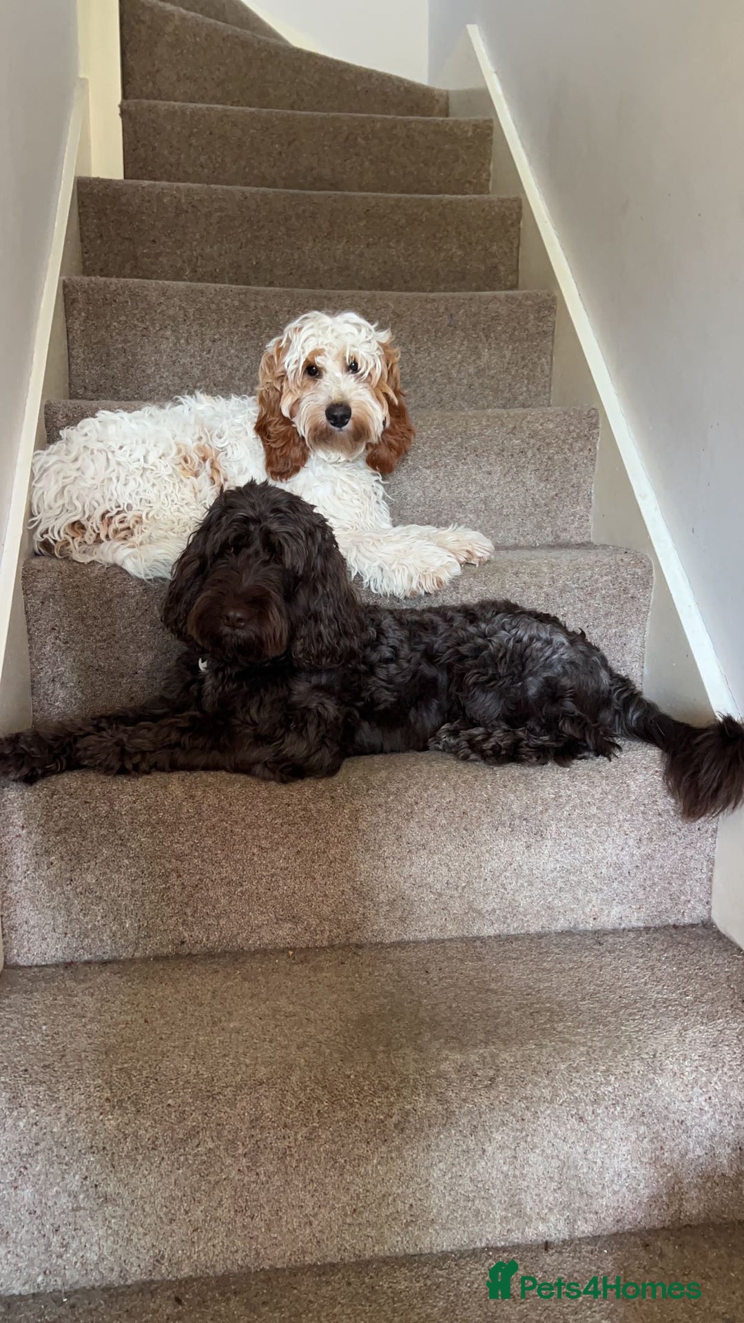 Cockapoo dogs for sale: BEAUTIFUL F2 COCKAPOO PUPPIES - 4 BOYS AND 4 GIRLS - Advert 3
