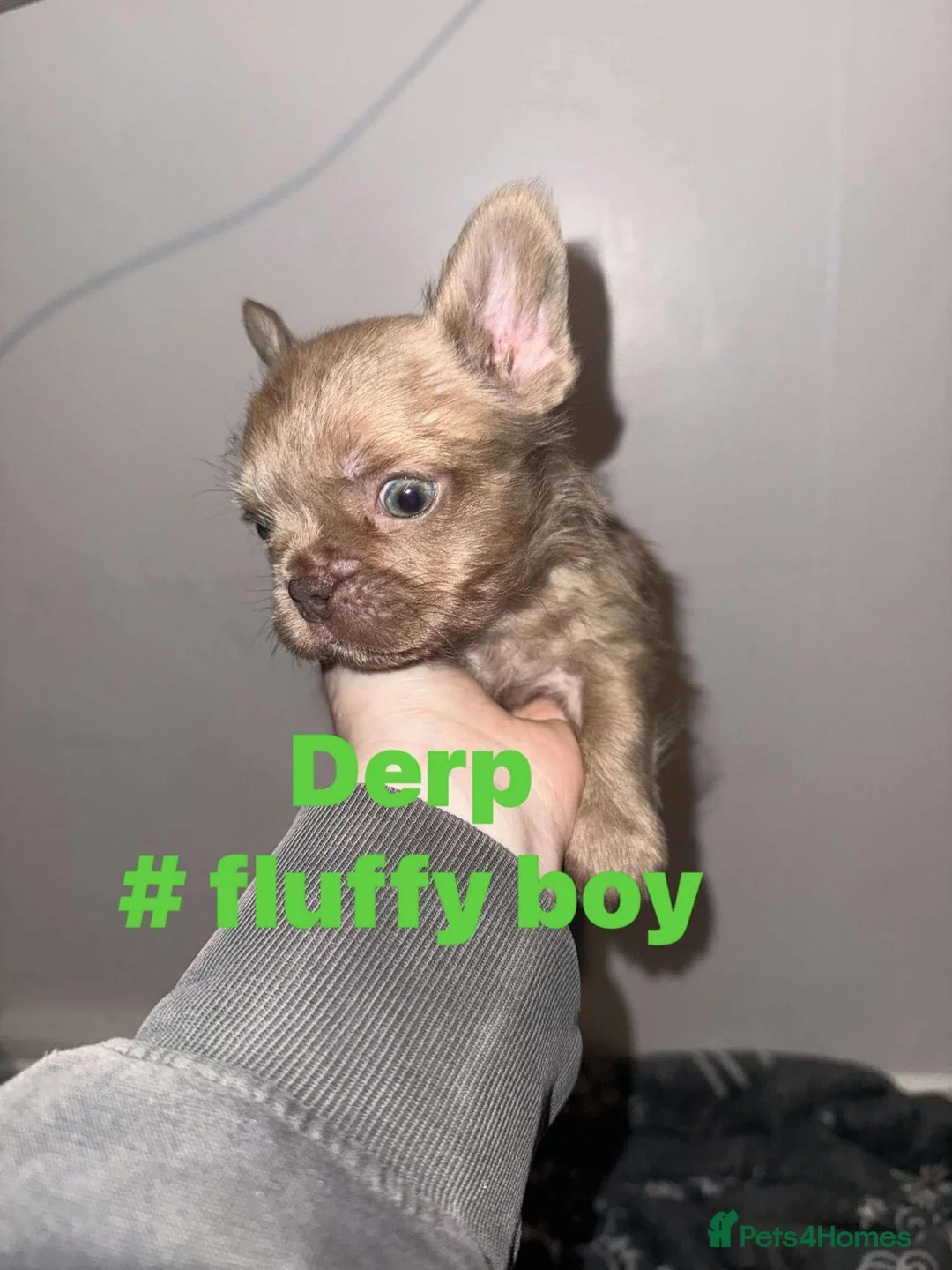 French Bulldog dogs for sale: French bulldog puppies - Advert 6