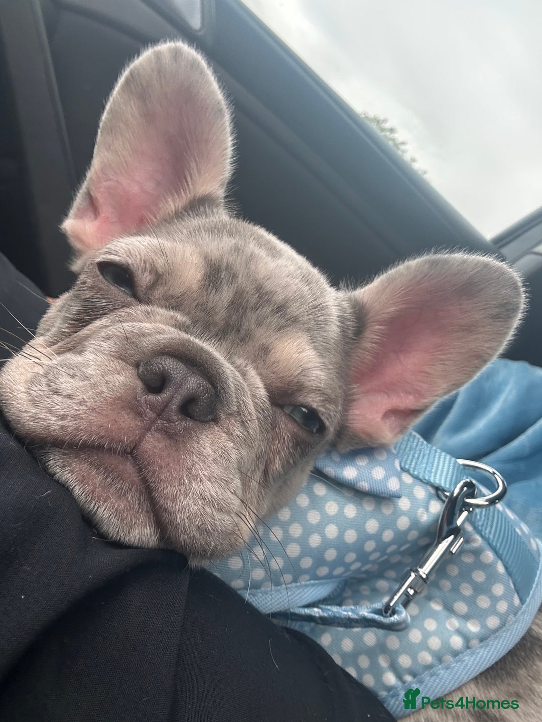 French Bulldog dogs for sale: French bulldog merle puppy  - Image 3