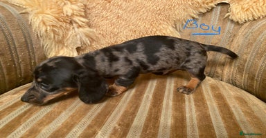 Miniature Dachshund dogs - Advert 5