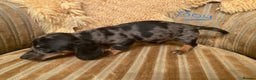 Miniature Dachshund dogs for sale: MINIATURE DACHSHUND PUPPIES  - Advert 3