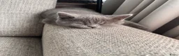 British Shorthair cats for sale: Blue British short hair kittens for sale  - Advert 12