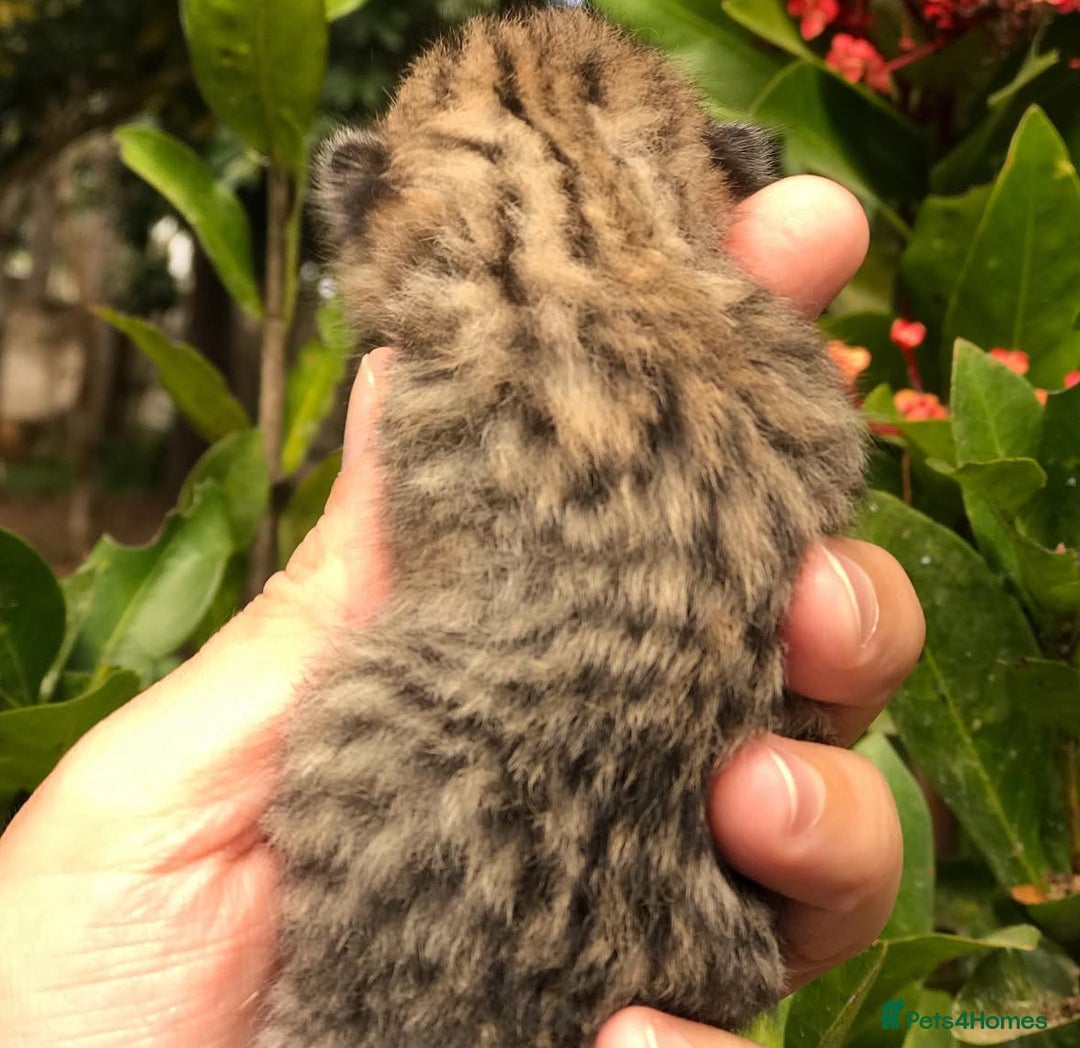 British Shorthair cats for sale: Beautiful golden spotted British shorthair kittens - Image 8