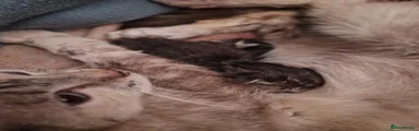 Mixed Breed 2