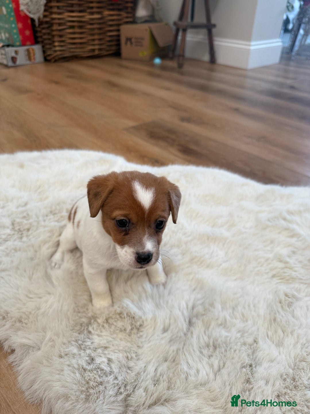 Jack Russell dogs for sale: Very rare merle Jack Russells. Family home raised  - Advert 7