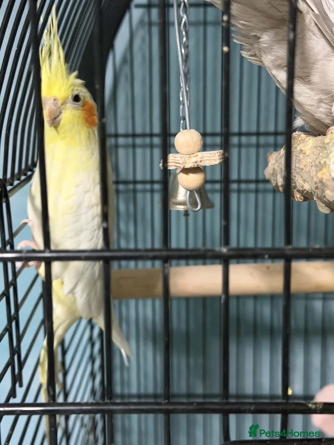 Cockatiels birds for sale: Cockatiels  in Honiton - Advert 6